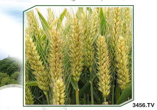 Сʲôr򶬹횜ʴ_Дԓ಻࣬к