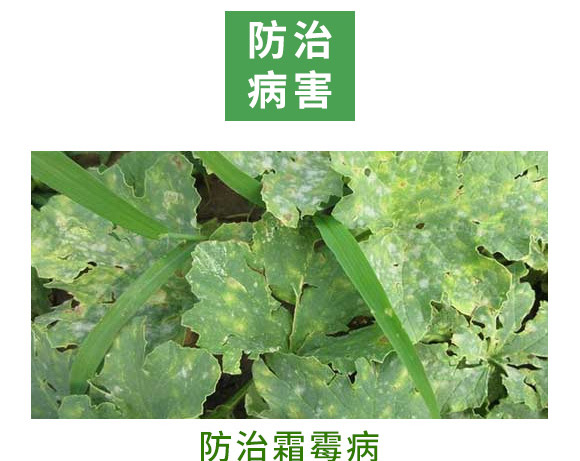 銀離子重茬根腐特抑劑-萬(wàn)稼能-乾農(nóng) 銀離子重茬根腐特抑劑-萬(wàn)稼能-乾農(nóng)