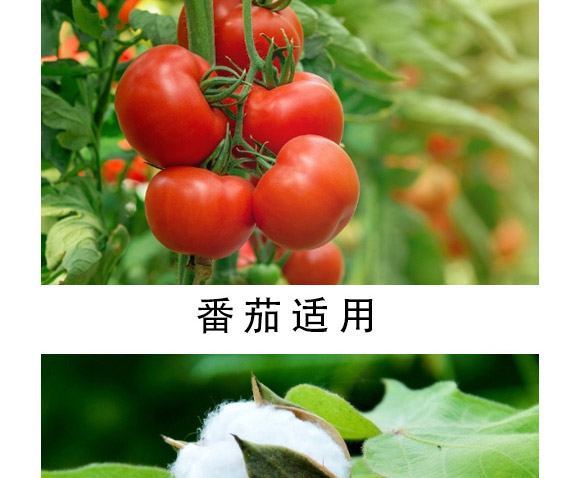 大量元素水溶肥-海法k-卡典-海法國(guó)際 大量元素水溶肥-海法k-卡典-海法國(guó)際