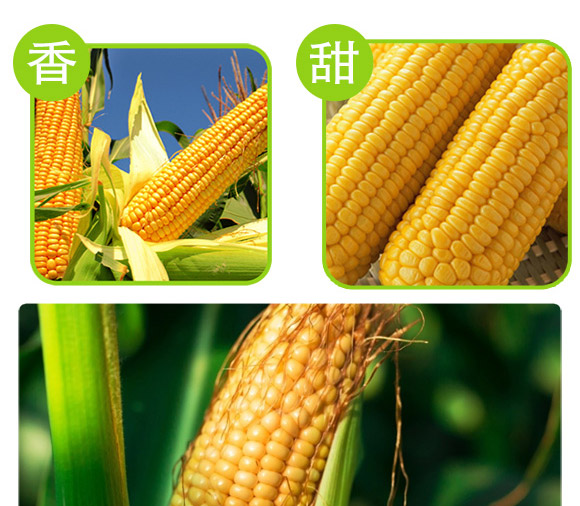 美單337-玉米種子-中科正高 美單337-玉米種子-中科正高