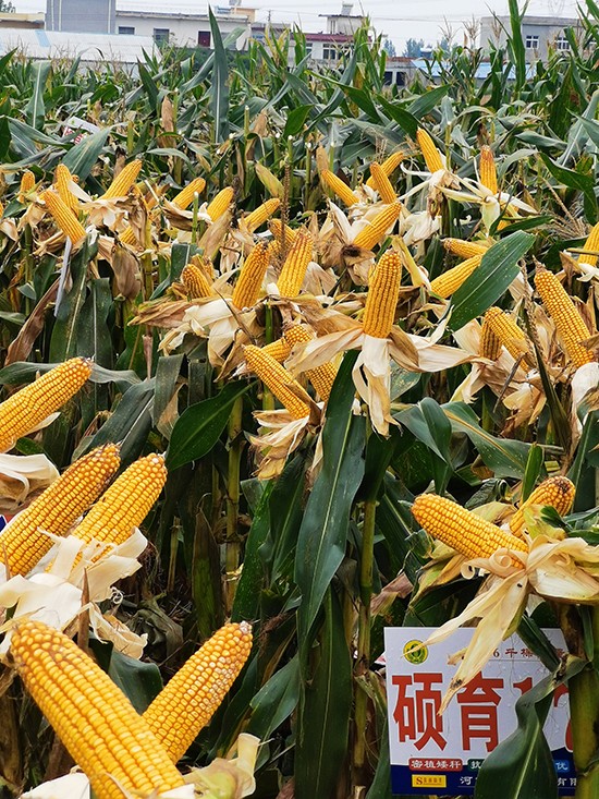 T1734500-׷N-̵NI(y)