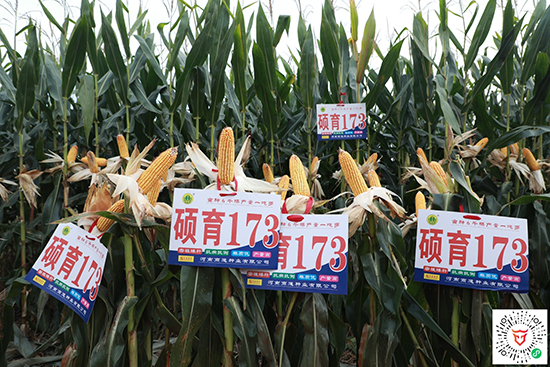 T1734500-׷N-̵NI(y)