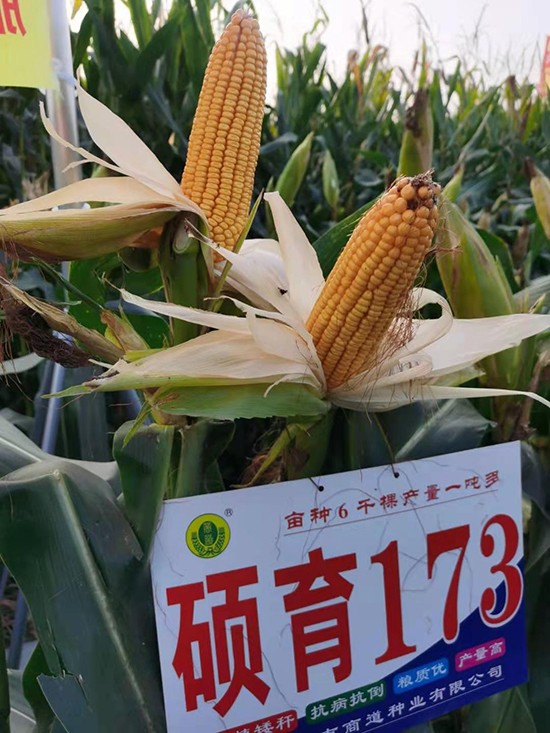 T1734500-׷N-̵NI(y)