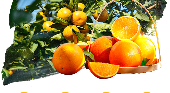 鏂扮枂涓壒鐓よ厫妞嶉吀鏈夐檺鍏徃2_06.png 鏂扮枂涓壒鐓よ厫妞嶉吀鏈夐檺鍏徃2_06.png