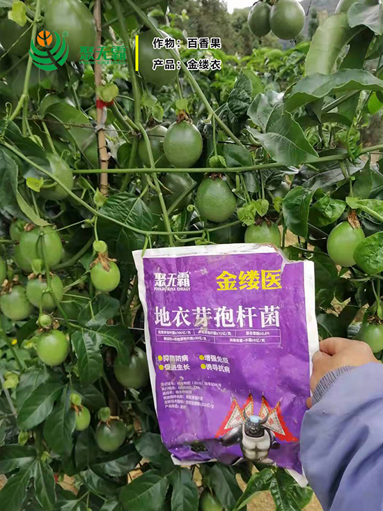 金缕d芽孢杆?聚无?.jpg