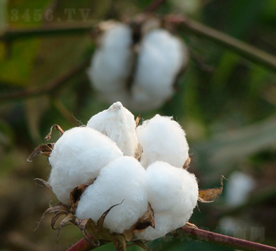 s9̖(ho)-޻N-r(nng)l(f)