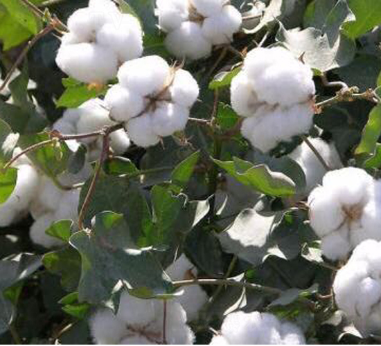 S67̖67̖-޻N-SrI(y)