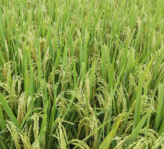 Ƀ(yu)895-siN-нNI(y)