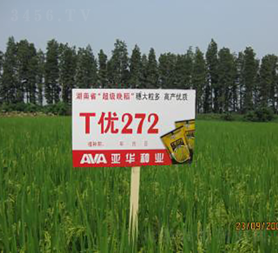 T優(yōu)272-雜交晚稻-亞華種業(yè)