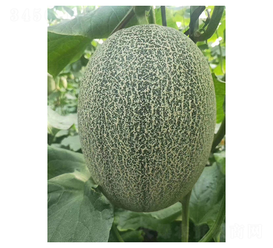 mܴ25-ϷN-Vr(nng)I(y)