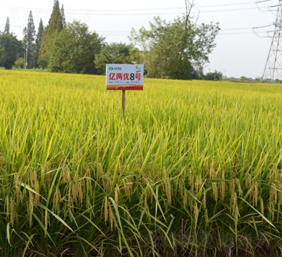 |Ƀ(yu)8̖(ho)-ˮN-S(l)NI(y)