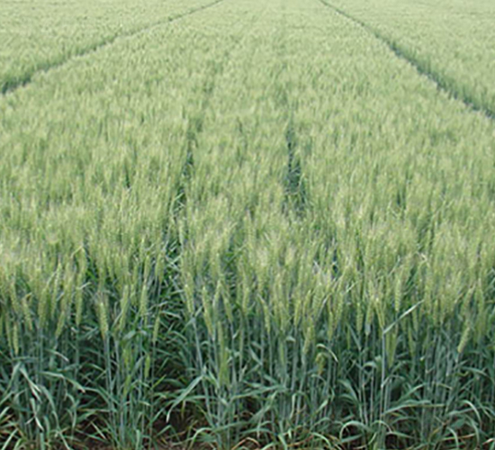 ɽr(nng)24̖-СN-NI(y)