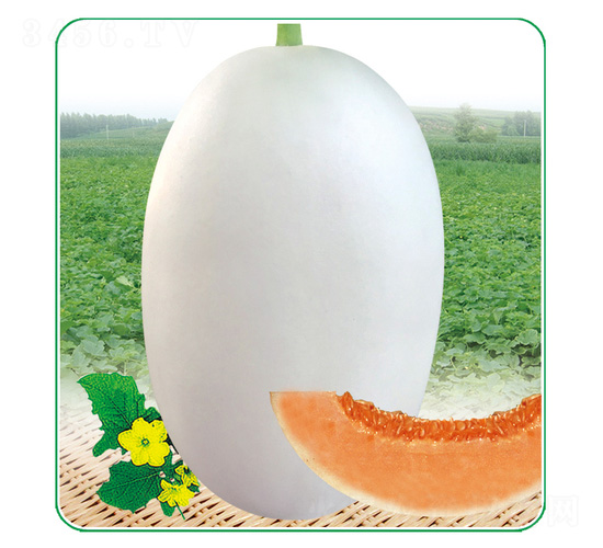 白脆美-甜瓜種子-安泰達