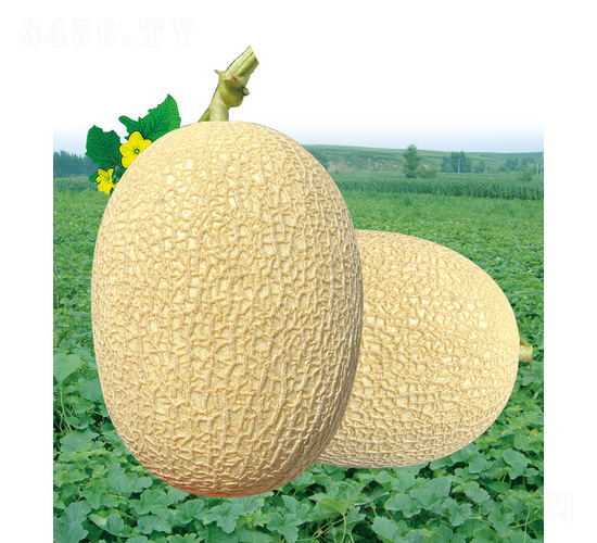 安泰蜜甜瓜-甜瓜種子-安泰達