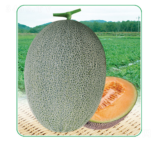 安泰蜜25-甜瓜種子-安泰達(dá)