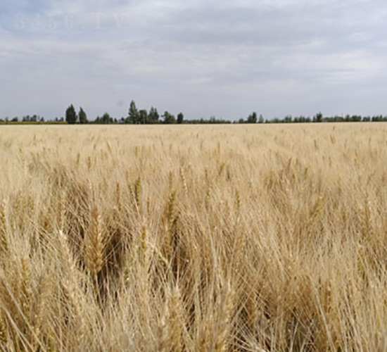 ´43̖(ho)-СN-ʥ̷NI(y)