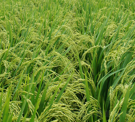 YɃ(yu)6̖(ho)-ˮN-ϣNI(y)