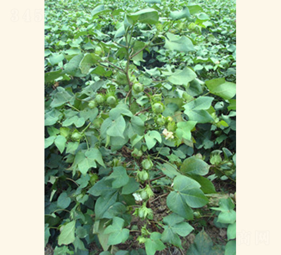 (rn)s4̖(ho)-޻N-Ar(nng)