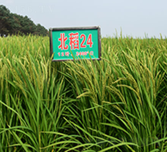 24̖(ho)-ˮN-ϷNI(y)