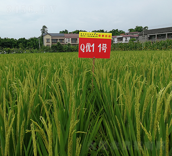 Q(yu)11̖-A㵾-һNI(y)