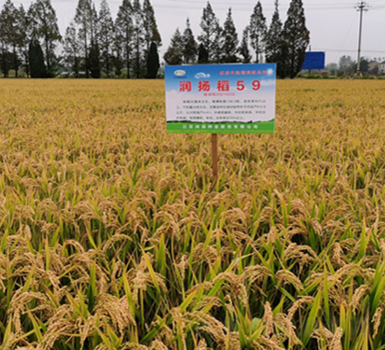 (rn)P(yng)59-ˮN-(rn)P(yng)NI(y)