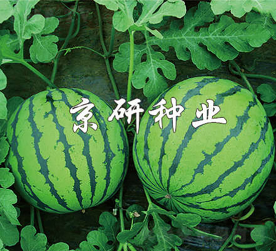 京欣7號-西瓜種子-京研種業(yè)