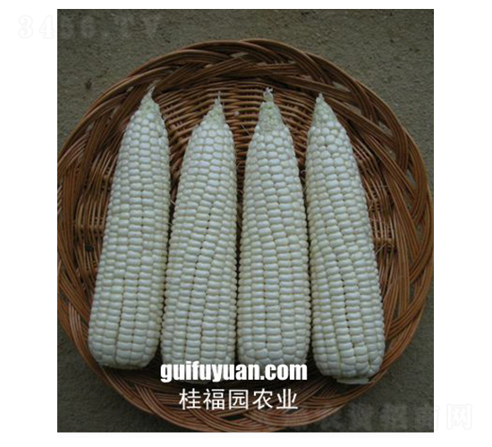 FŴ169-׷N-𸣈@rI(y)