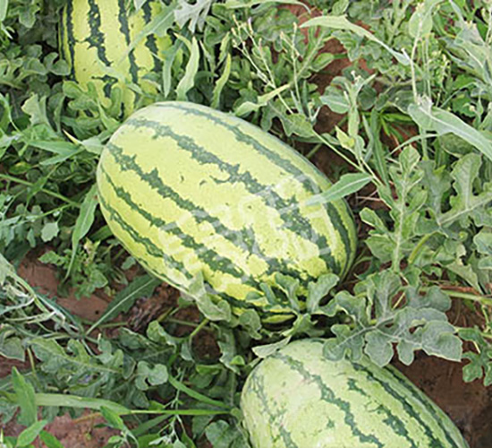 超級(jí)霸王-西瓜種子-秦瑞