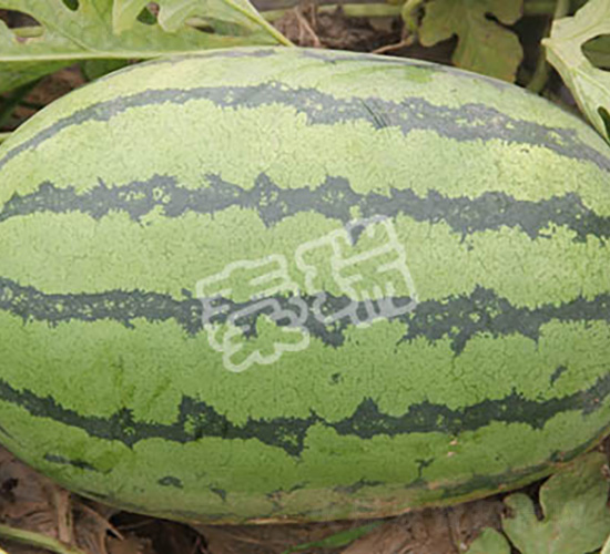 綠豐寶-西瓜種子-秦瑞