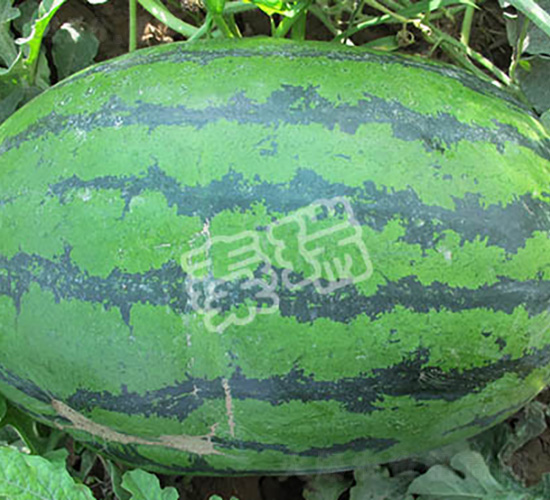 秦抗五號-西瓜種子-秦瑞