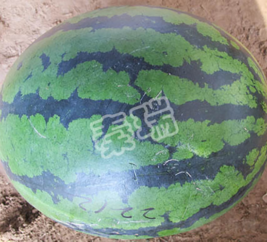 秦瑞甜王-西瓜種子-秦瑞