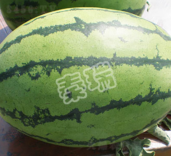 秦瑞早佳-西瓜種子-秦瑞