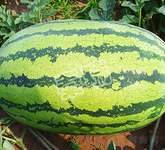 雙抗二號-西瓜種子-秦瑞