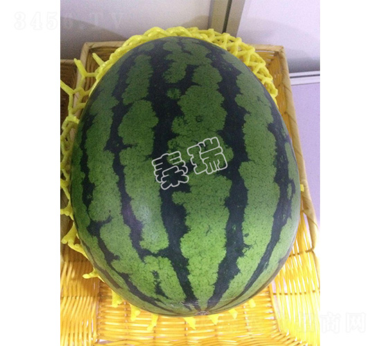 秦瑞甜王2號-西瓜種子-秦瑞