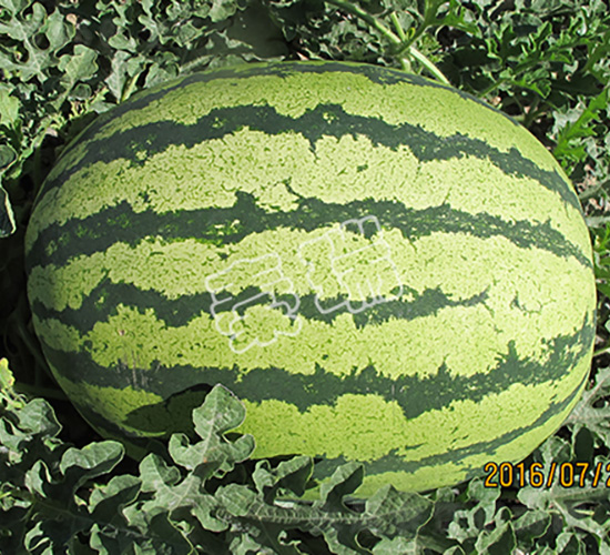 沙漠巨龍-西瓜種子-秦瑞