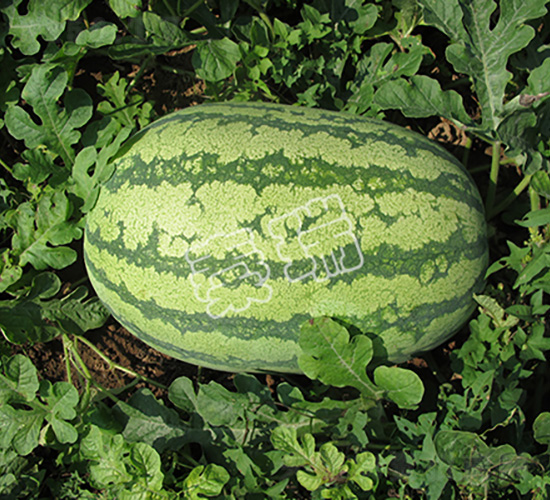 特大金城五號(hào)-西瓜種子-秦瑞