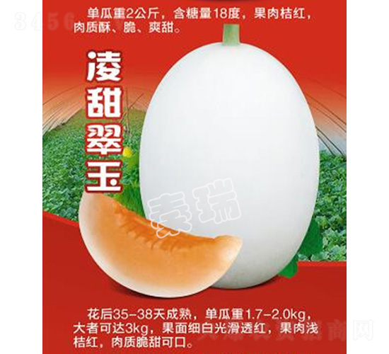 凌甜翠玉-甜瓜種子-秦瑞