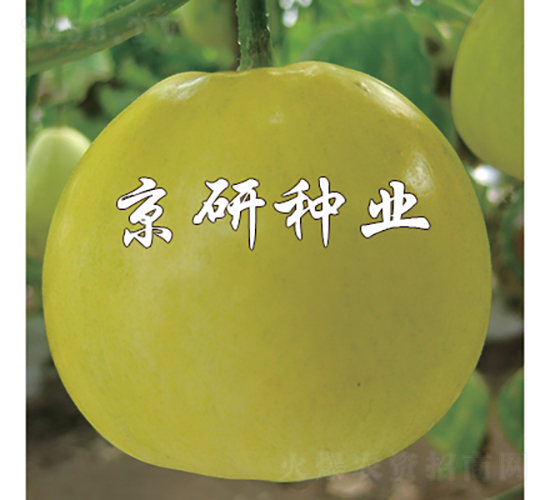 京玉415-甜瓜種子-京研種業(yè)