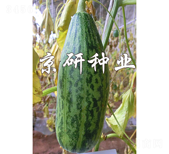京玉花皮脆-甜瓜種子-京研種業(yè)