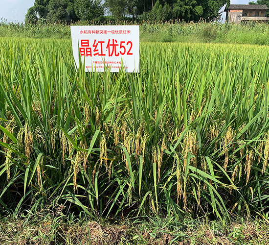 t(yu)52һȘ˜ʵ-ˮN-rƼ