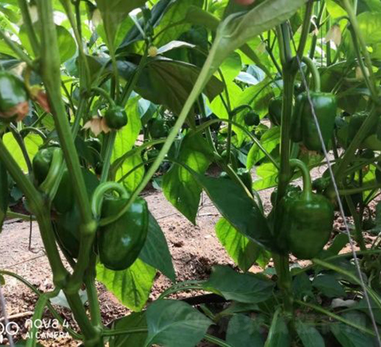 SV3964PB-N-͝(rn)r(nng)I(y)