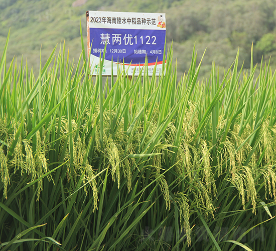 ۃɃ(yu)1122-ˮN-𽡷NI(y)