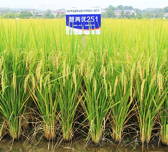 ۃɃ(yu)251-ˮN-𽡷NI(y)