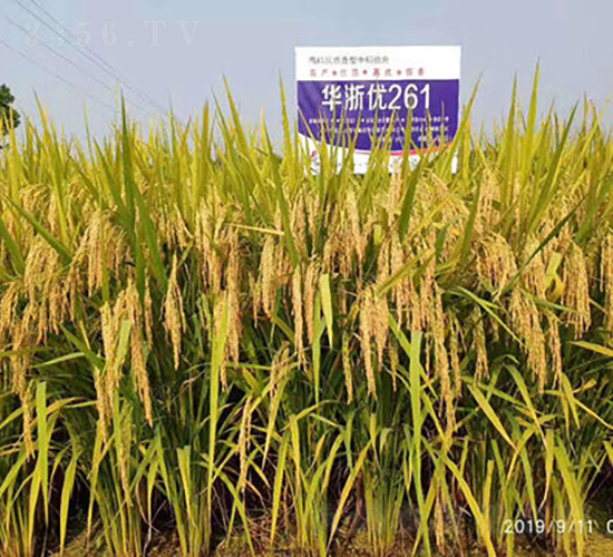 Aマ(yu)261-ˮN-𽡷NI(y)