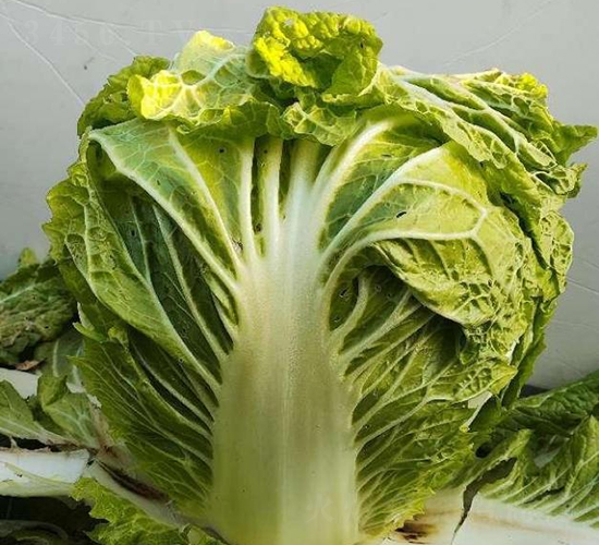 ذ6̖(ho)-ײ˷N-SNI(y)