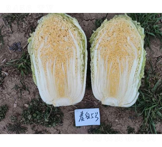 ذ5̖(ho)-ײ˷N-SNI(y)