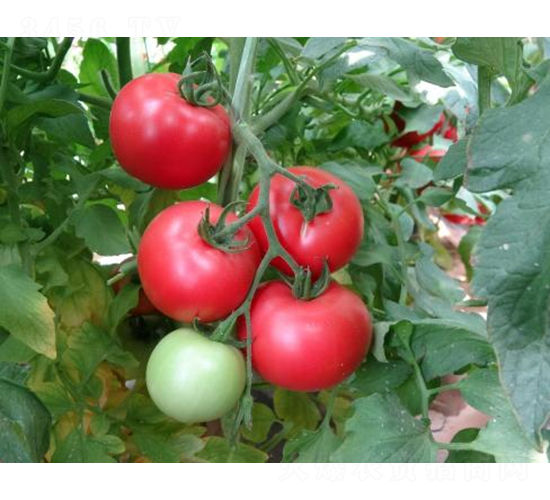 ߿8̖(ho)-ѷN-SNI(y)