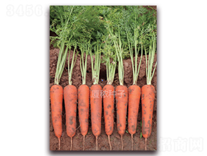 Bt̖(ho)-}N-Br(nng)I(y)