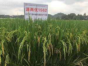 ԴɃ(yu)1562-ˮN-һԴ