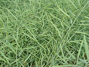 ؃(yu)11̖(ho)-Ͳ˷N-нNI(y)